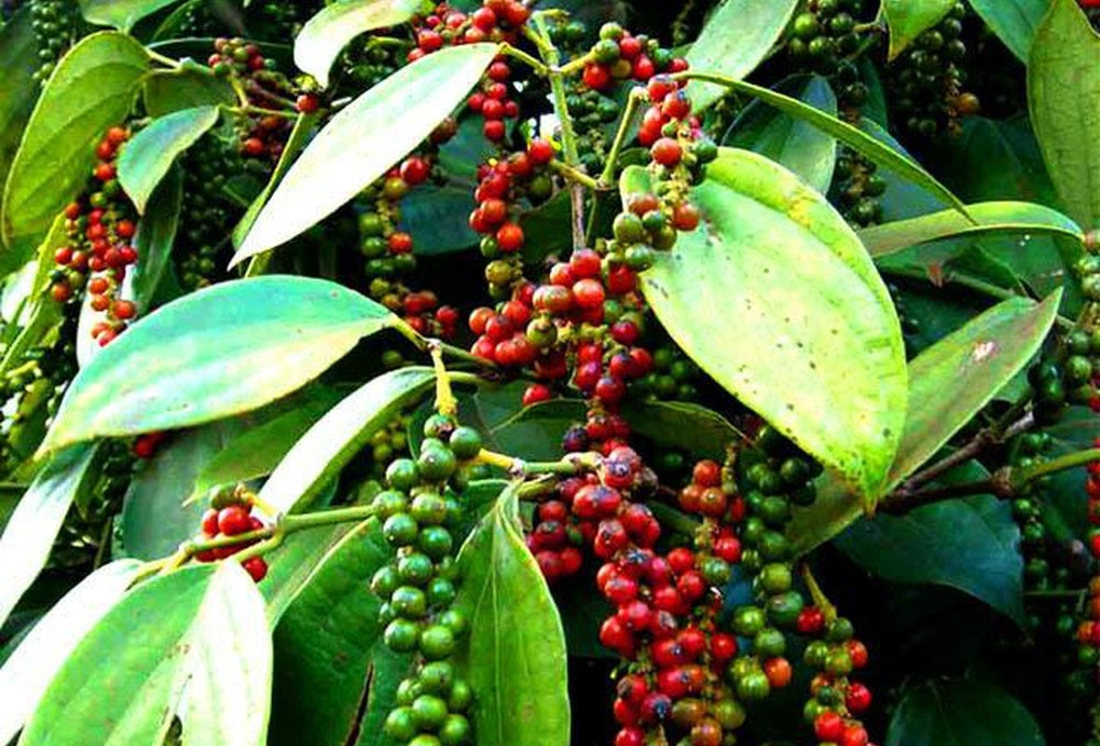 Xuất bán 267.000 tấn ‘vàng đen’, Việt Nam thành nhà cung cấp lớn nhất cho Mỹ