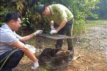 Thả con khỉ 'quậy phá' ở huyện Bình Chánh và 40 cá thể động vật hoang dã về rừng