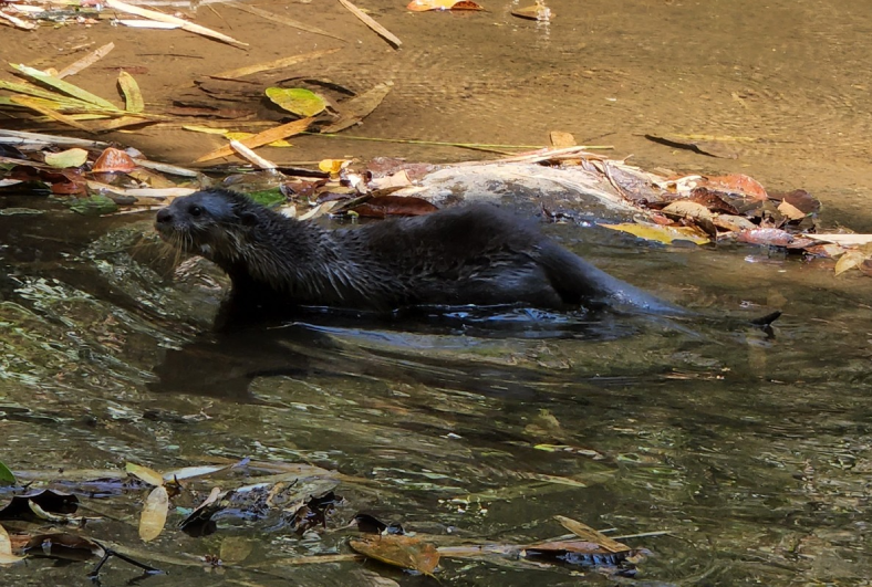 dong vat hoang da 2.png