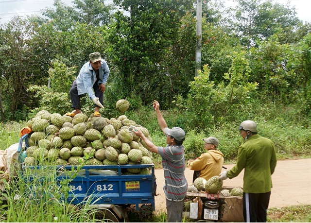 Durian export aims for $3.5b this year as world gains taste for King of Fruits