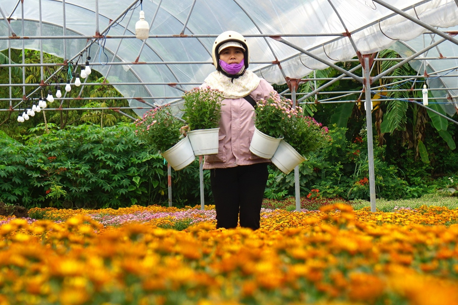 Làng hoa Tết nổi tiếng Đà Nẵng tất bật dịp cuối năm