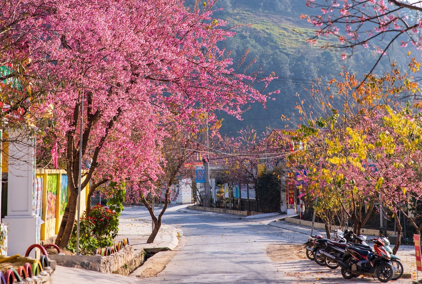 Mùa mai anh đào nhuộm hồng Lũng Cú, khách giơ máy có ngay ảnh ‘nghìn like’