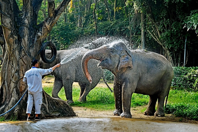 Sai Gon Zoo offers entertainment space for children