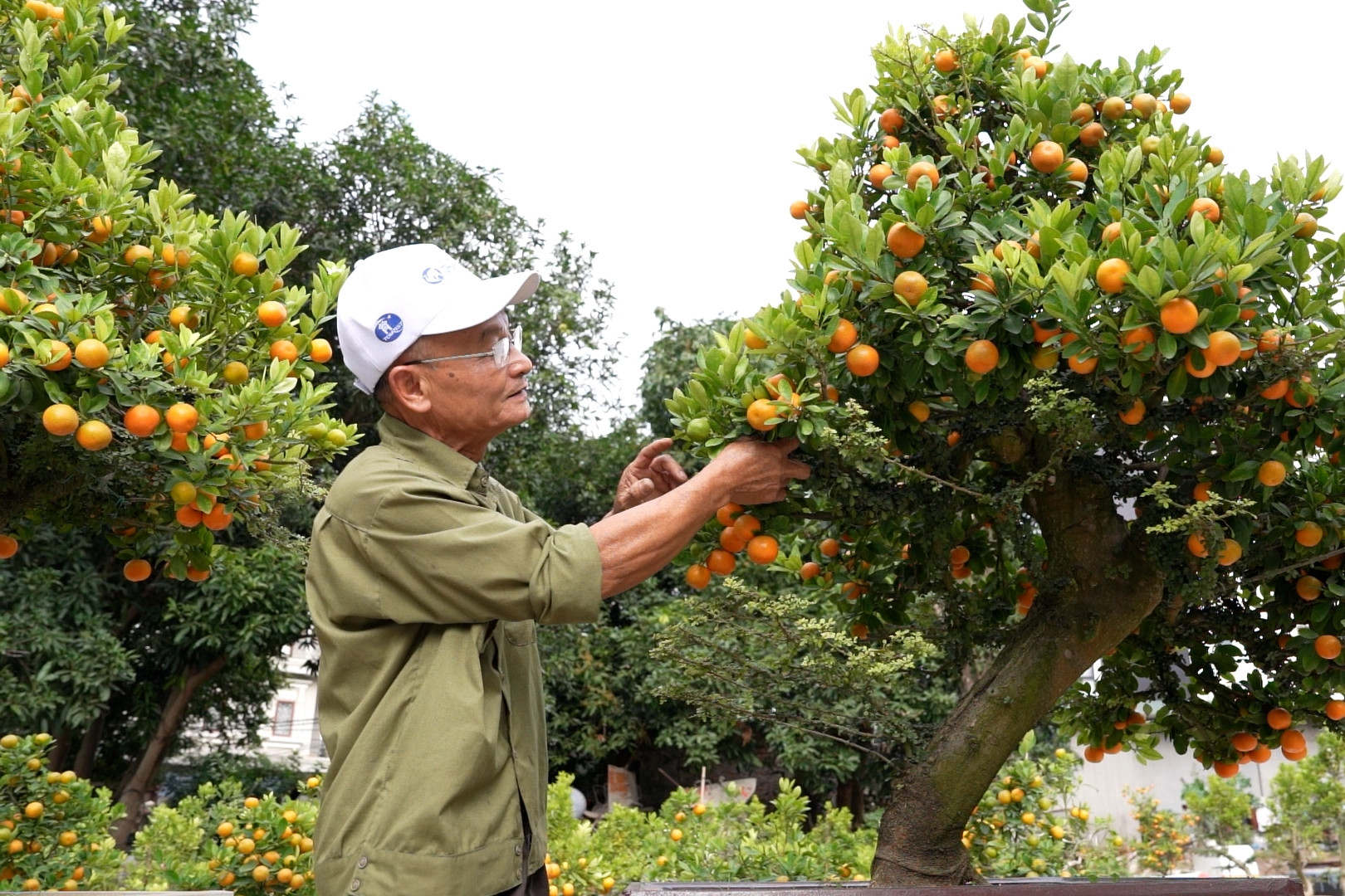 Khu vườn nửa tỷ của lão nông ghép quất cần thăng đầu tiên của Hà Nội