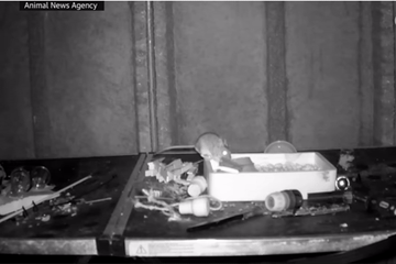 Video chú chuột bí mật dọn dẹp đồ đạc cho chủ nhà mỗi đêm