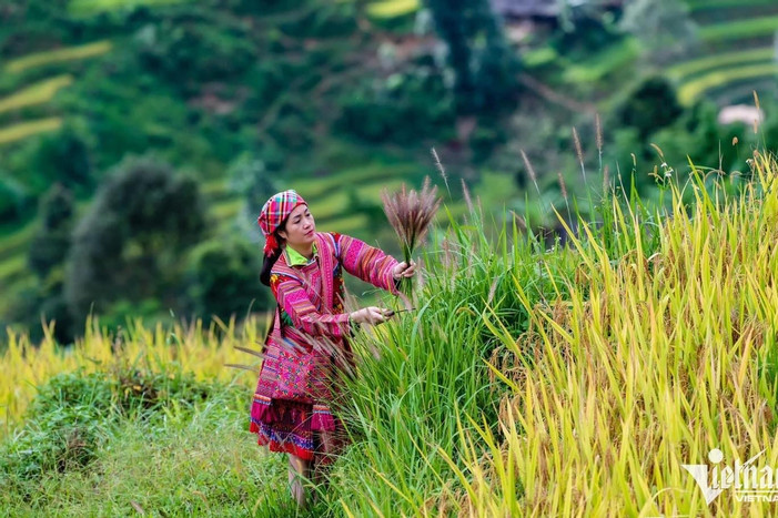 Vietnam earns record turnover from rice exports in 2023, aims for more