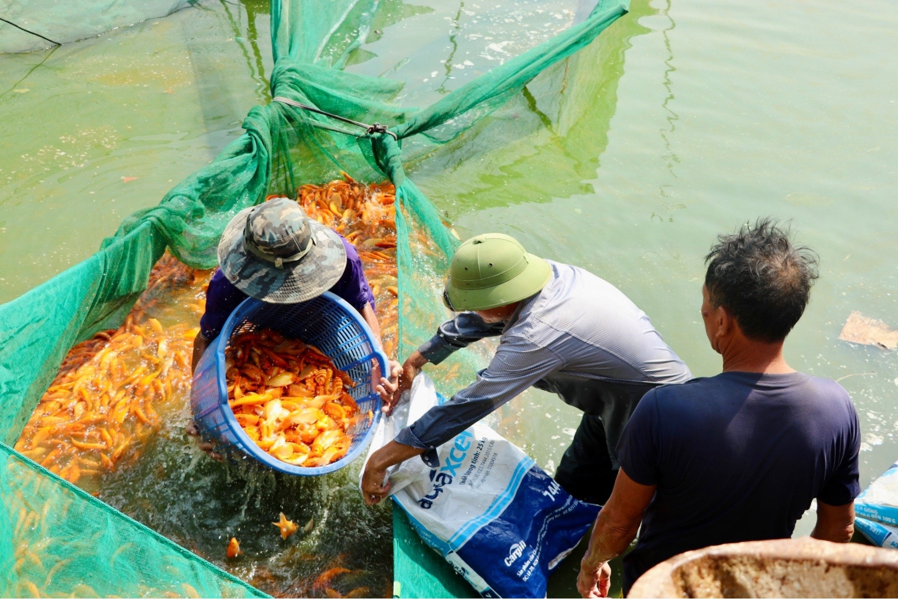 Cảnh nhộn nhịp ở những làng cá chép phục vụ Tết ông Công, ông Táo