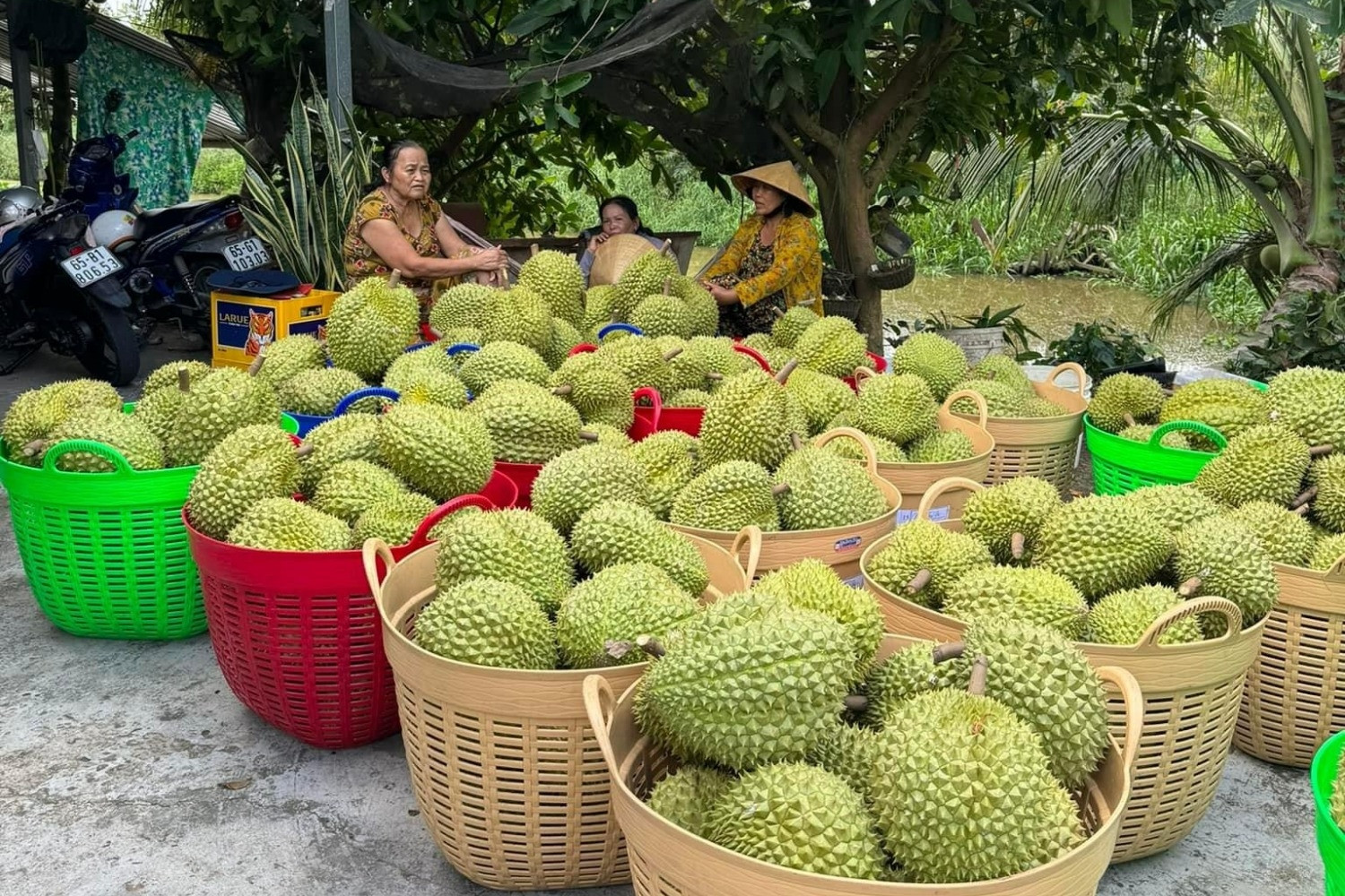 Là quà biếu Tết đắt hàng ở Trung Quốc, giá sầu riêng Việt có quả vọt lên 1 triệu