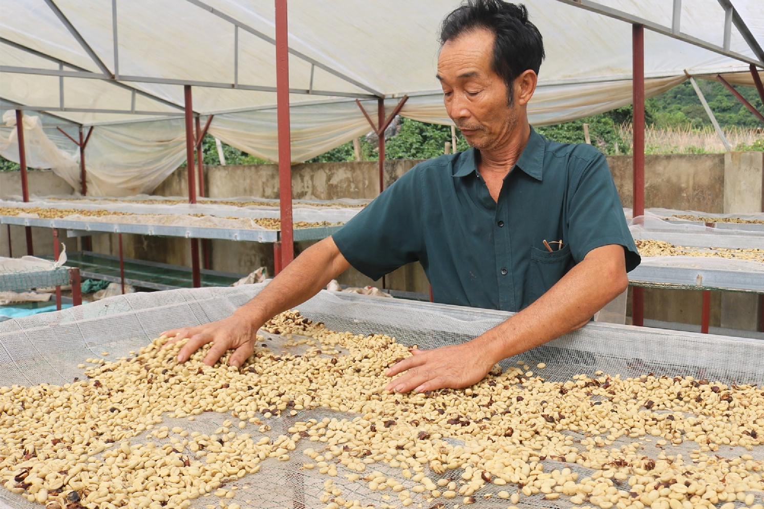 Một loại hạt sốt giá trên toàn cầu, Việt Nam có sản lượng đứng đầu thế giới