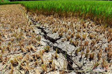 Năm giải pháp chủ động ứng phó với tình hình xâm nhập mặn mùa khô