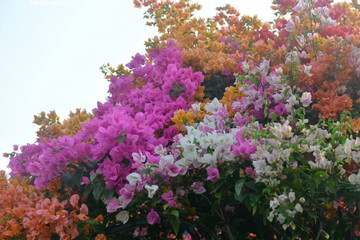 Bougainvillea flowers hit streets around Ho Chi Minh City