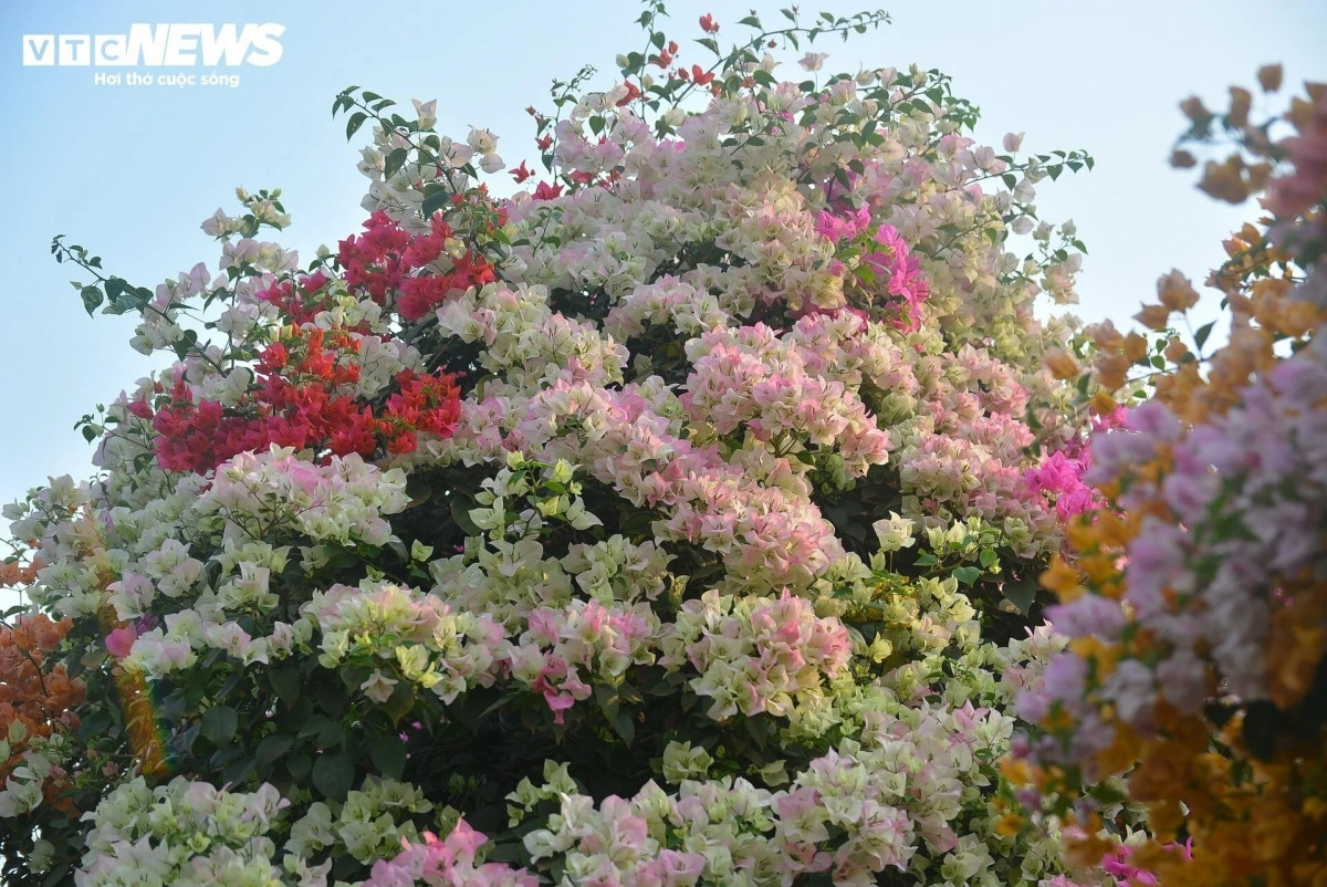 bougainvillea flowers hit streets around ho chi minh city picture 8