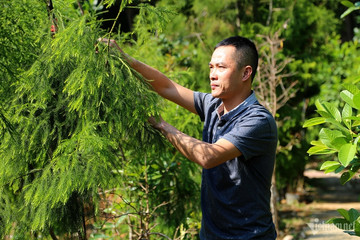 Man preserves precious tree on sacred Yen Tu Mountain