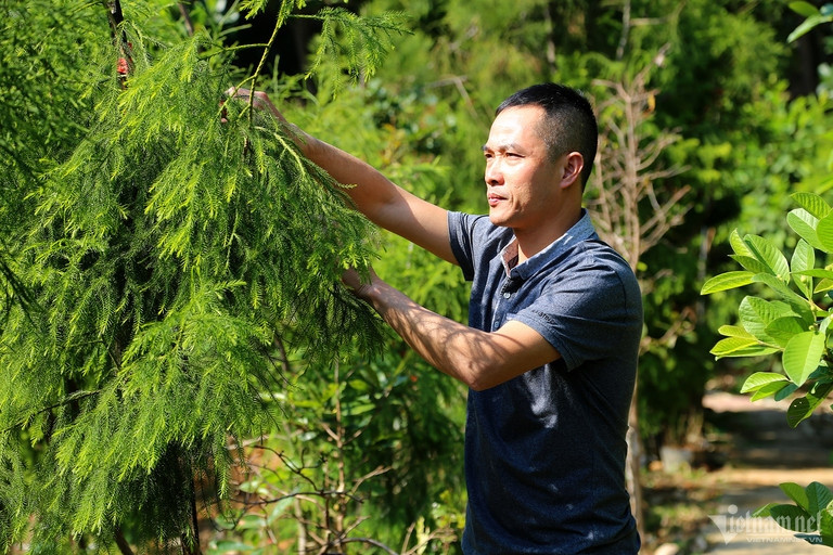 Man preserves precious tree on sacred Yen Tu Mountain