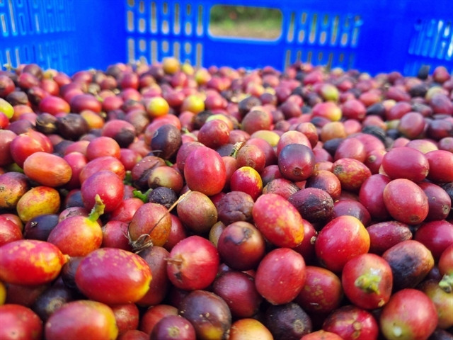 Việt Nam’s coffee export value doubles in January