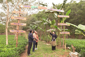 Ethnic woman revolutionises tea cultivation with organic model