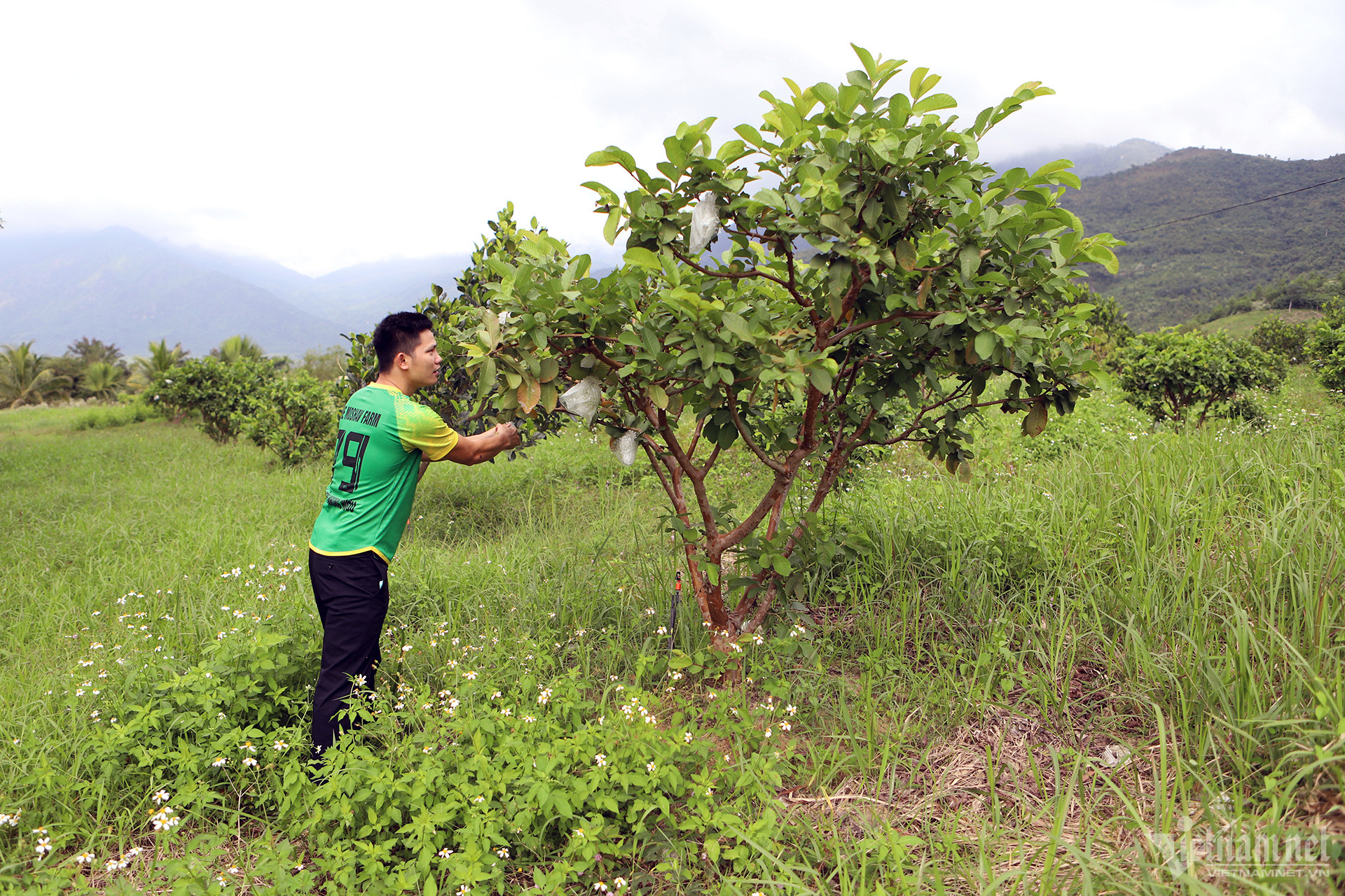 View - Tái sinh vùng đất khô cằn dưới chân núi Phượng Hoàng thành hệ sinh thái xanh