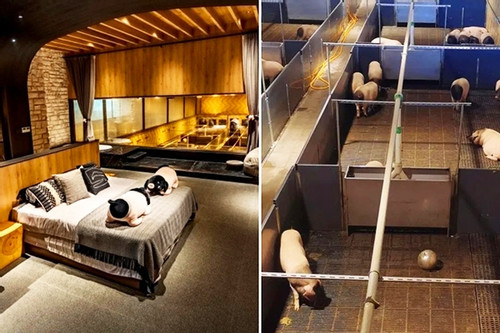 Phòng khách sạn view ngắm đàn lợn quý hiếm, giá hơn 30 triệu đồng mỗi đêm