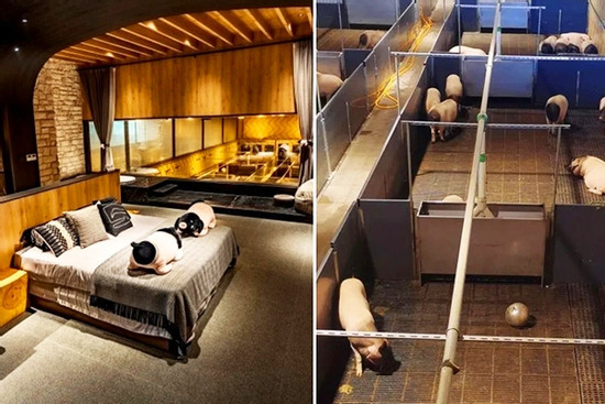 Phòng khách sạn view ngắm đàn lợn quý hiếm, giá hơn 30 triệu đồng mỗi đêm