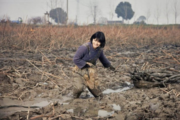 Cô gái bỏ việc ở phố về quê lội bùn, không ngờ giúp cả làng đổi đời