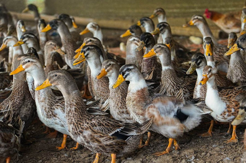 Co Lung ducks sought by wealthy buyers