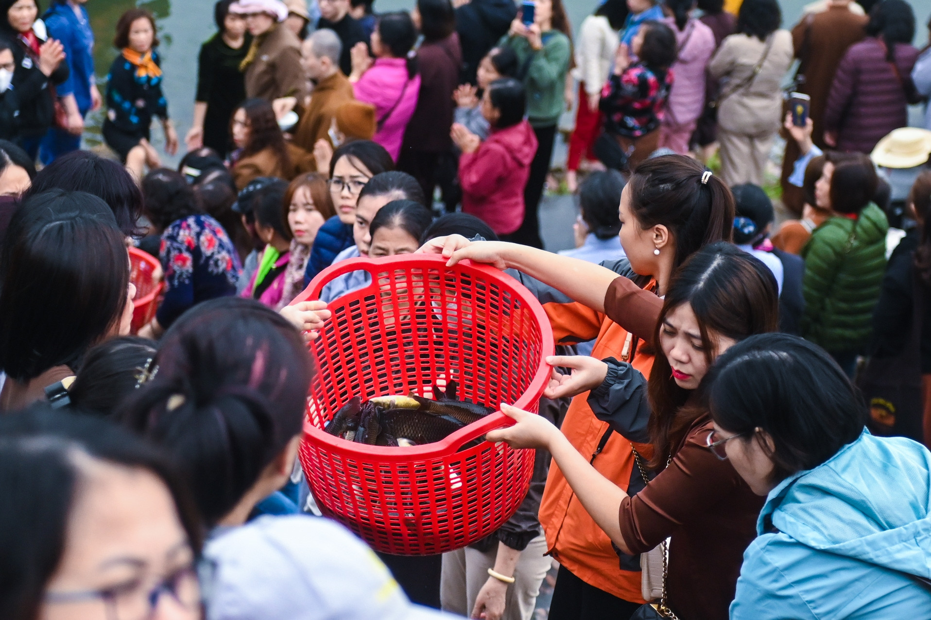 Phóng sinh gần 700kg cá trên sông Hồng