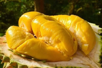 Sầu riêng vườn 200.000 đồng/kg, bay đi TP.HCM gần 20 triệu đồng/vé