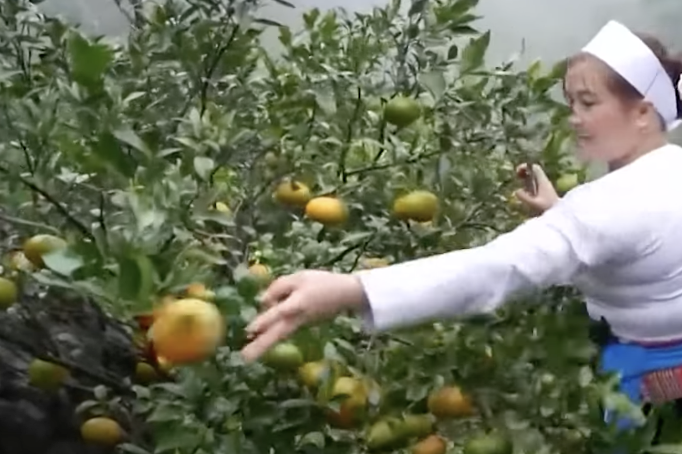 Hoà Bình: Hỗ trợ mô hình kinh tế, khởi nghiệp cho đồng bào dân tộc thiểu số