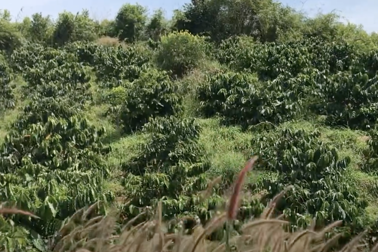 Kon Tum: Phát triển cây cà phê xứ lạnh tăng thu nhập cho đồng bào DTTS