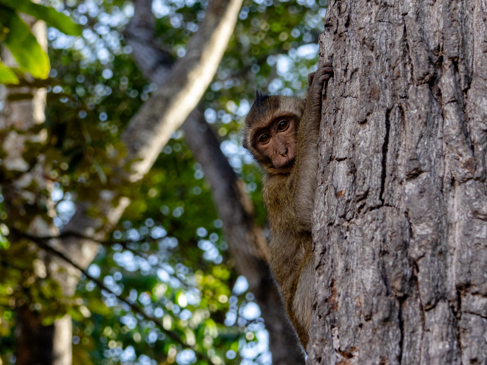 Monkeys at Cao Dai spiritual site captivate visitors