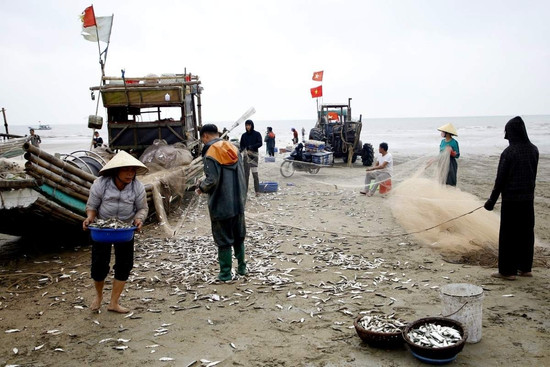 Mùa cá trích đến sớm, ngư dân Thanh Hóa kiếm tiền triệu mỗi ngày