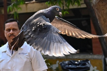 Ấn Độ phóng thích chim bồ câu bị nghi là 'gián điệp' của Trung Quốc