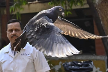 Ấn Độ thả chim bồ câu sau 8 tháng bắt giữ vì nghi là gián điệp của Trung Quốc