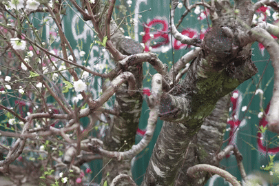 Bạch đào hiếm xuống phố Hà Nội, giá 40 triệu đồng vẫn hút khách mua chơi Tết