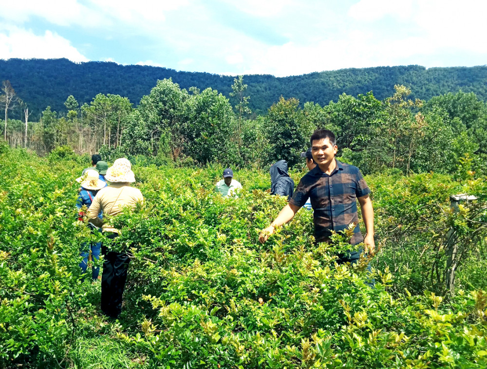 che day hoa bac.jpeg