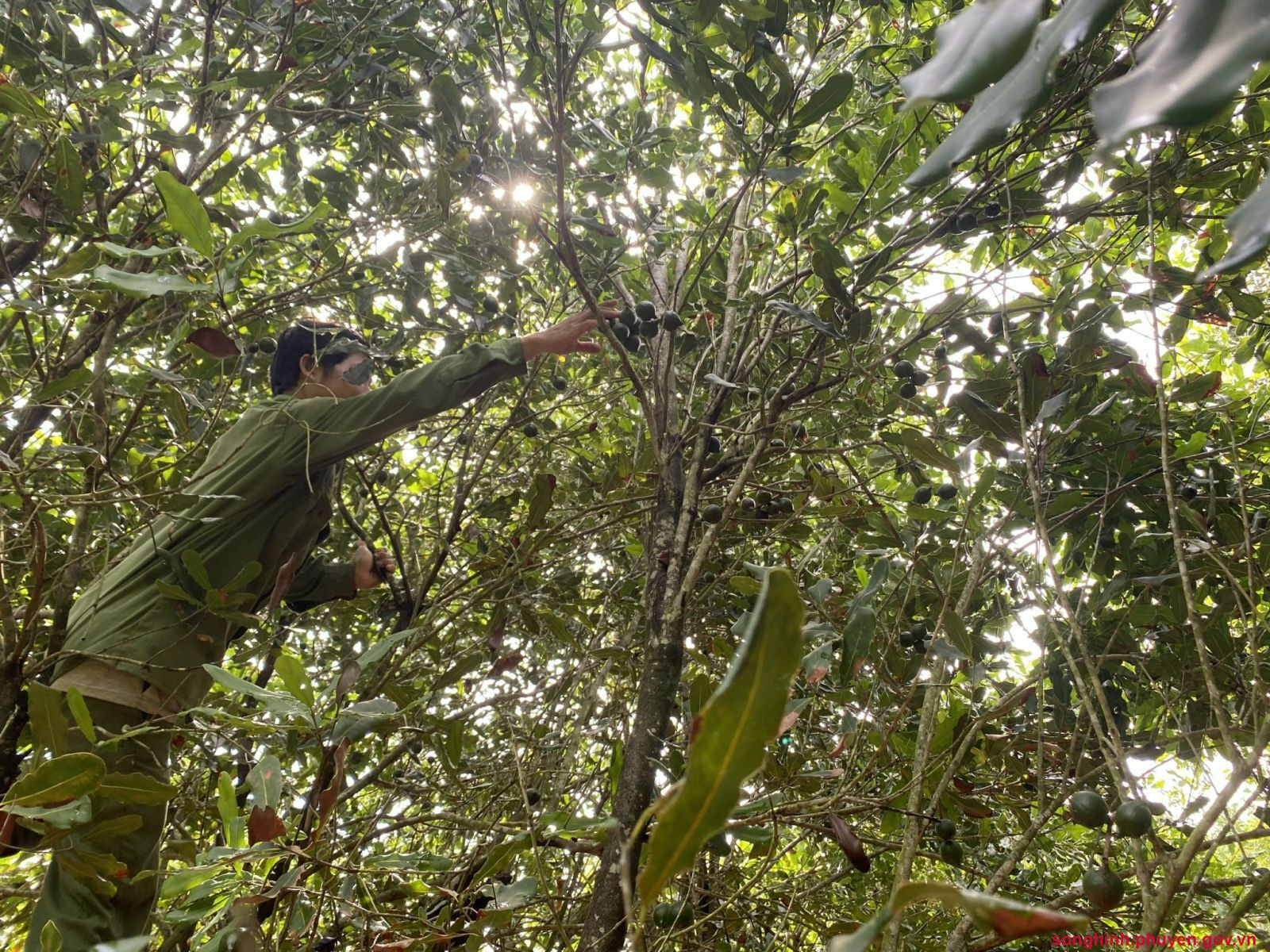 giam ngheo trong mac ca ealy phu yen.jpg