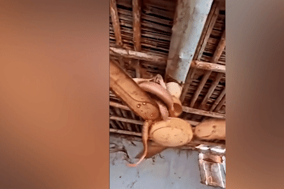 Hãi hùng cảnh rắn hổ mang nằm vắt vẻo trên cánh quạt trần