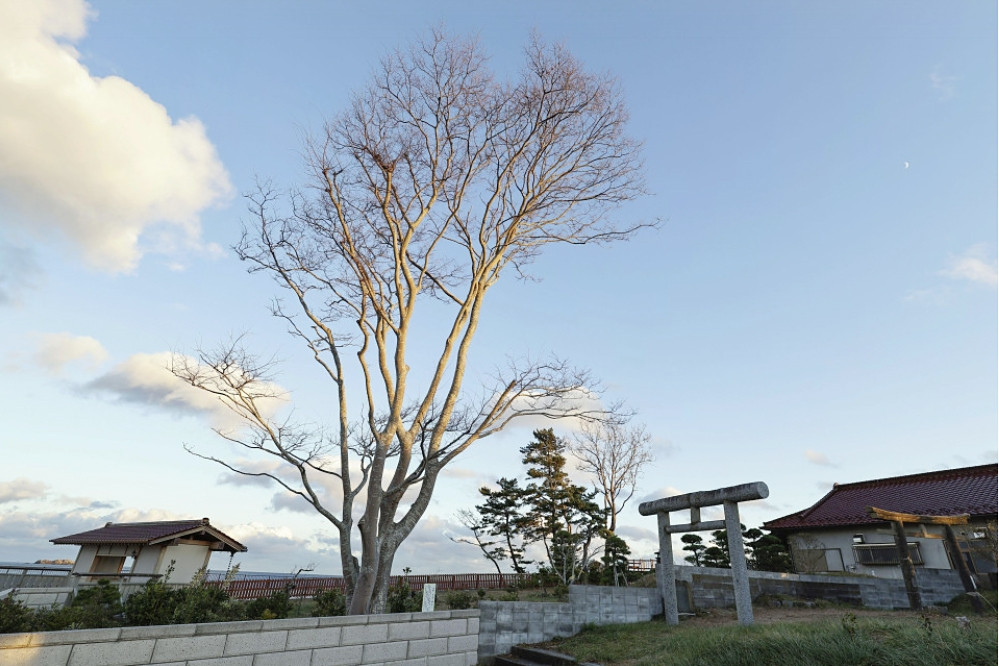 Một cái cây cứu 8 mạng người trong sóng thần