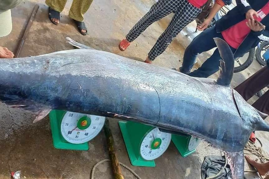 Ngư dân Quảng Trị săn được cá cờ khủng nặng 200kg, thu ngay 16 triệu khi lên bờ