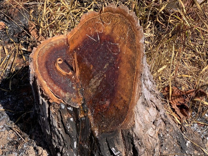 Chặt phá rừng Ia Mơ 1.jpg