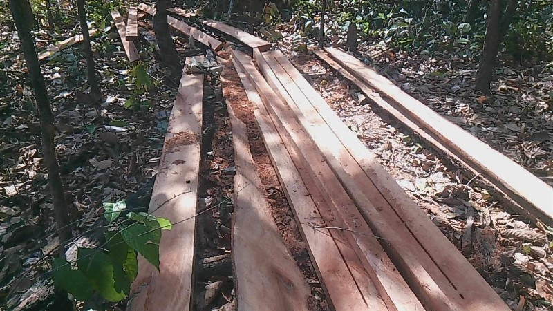 Chặt phá rừng Ia Mơ.jpg