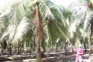 Conditions ripe in Ben Tre Province for developing coconut industry