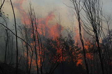 Forest fire happens in Hoang Lien National Park