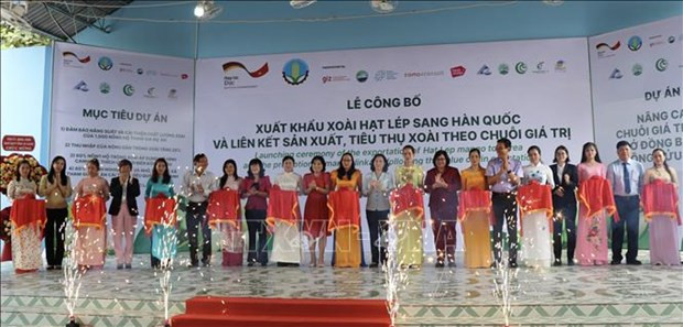 An Giang exports first batch of mangoes to RoK hinh anh 1