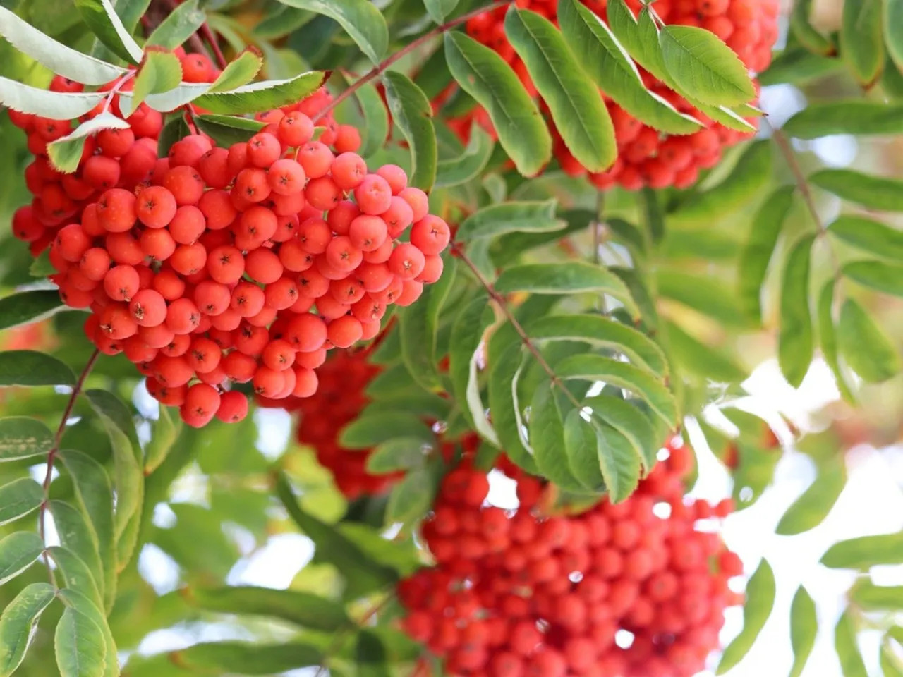 z5172029206476 b1d75ade395335aa78946121f53a39c5.jpg