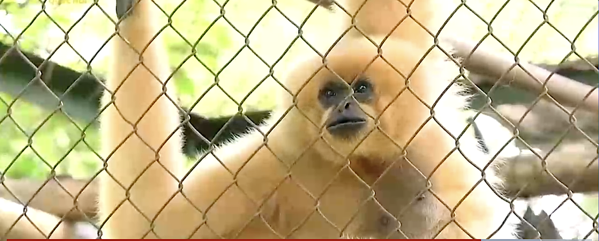 Hành động mạnh mẽ bảo vệ động vật hoang dã