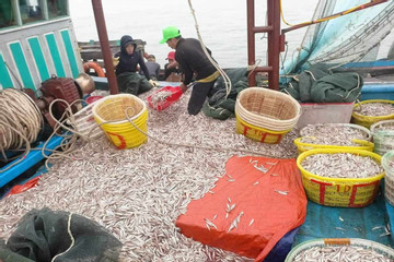 Ngư dân Quảng Bình trúng đậm luồng cá cơm, thu trăm triệu sau 1 đêm