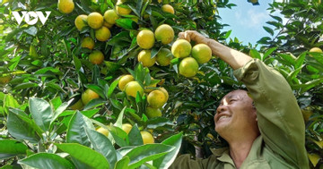 From a poor province, Son La becomes Vietnam’s 'agricultural phenomenon'