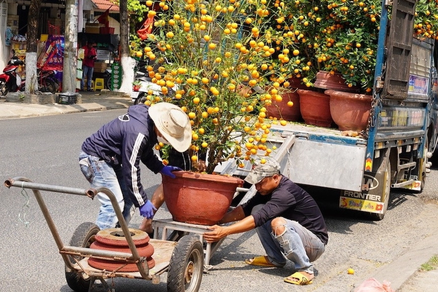 Mua 'xác' quất sau Tết, kiếm tiền triệu mỗi ngày