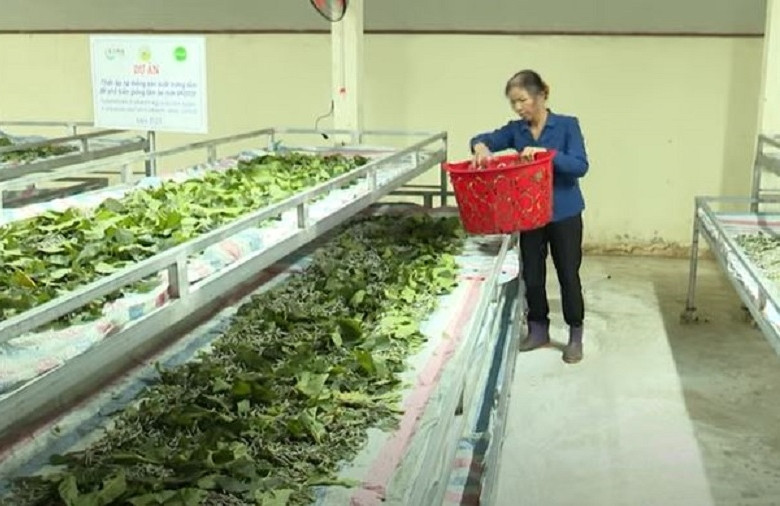 Phát huy lợi thế cây trồng, vùng dân tộc thiểu số Lâm Đồng thoát nghèo